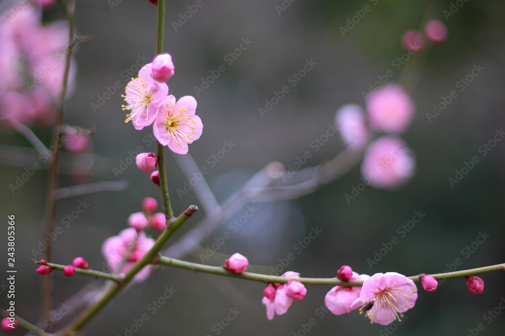ピンクが鮮やかな梅の花