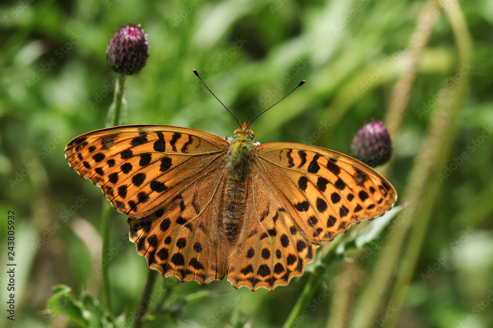 An open winged Silver-washed Fritillary (Argynnis paphia) butterfly nectaring on flowers. An open winged Silver-washed Fritillary (Argynnis paphia) butterfly nectaring on flowers.