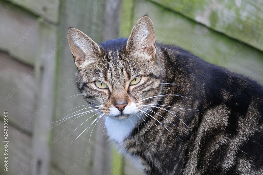 A head shot of a cute Cat (Felis catus). A head shot of a cute Cat (Felis catus).