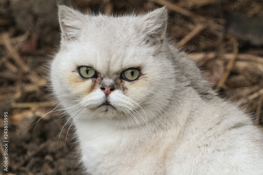 A headshot of a cute Cat (Felis catus).