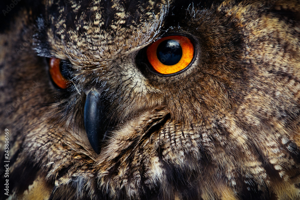 Fototapeta premium Owls Portrait. Owl eyes. - Image