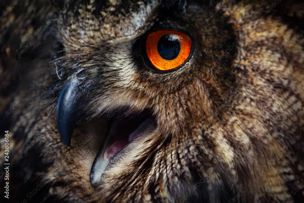 Fototapeta premium Owls Portrait. Owl eyes. - Image