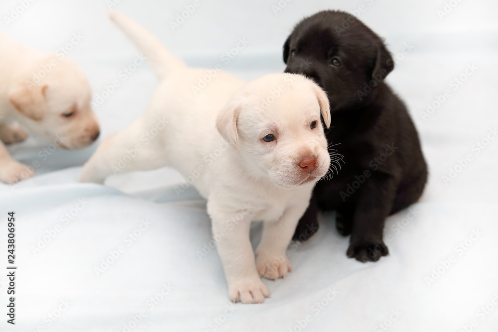 Two fawn and one black Labrador puppy close up