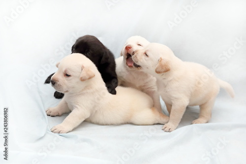 Three fawn and one black Labrador puppy playing with each other