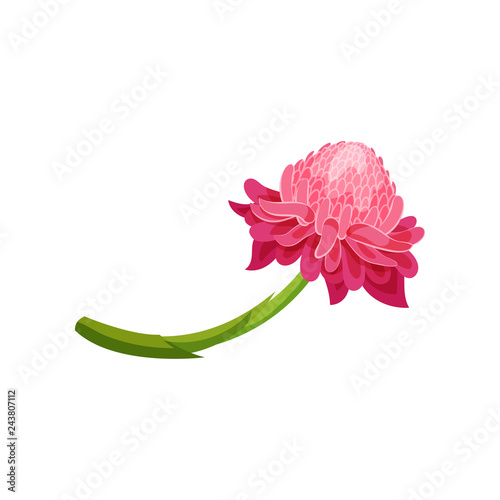 Pink ginger flower with green stem. Beautiful plant. Nature theme. Detailed flat vector design
