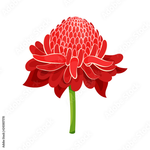 Red ginger flower with green stem. Tropical plant. Nature theme. Detailed flat vector design
