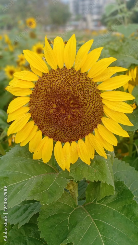 Obraz premium Sunflower volume 233555