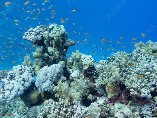 Colorful coral reef at the bottom of tropical sea, underwater landscape.