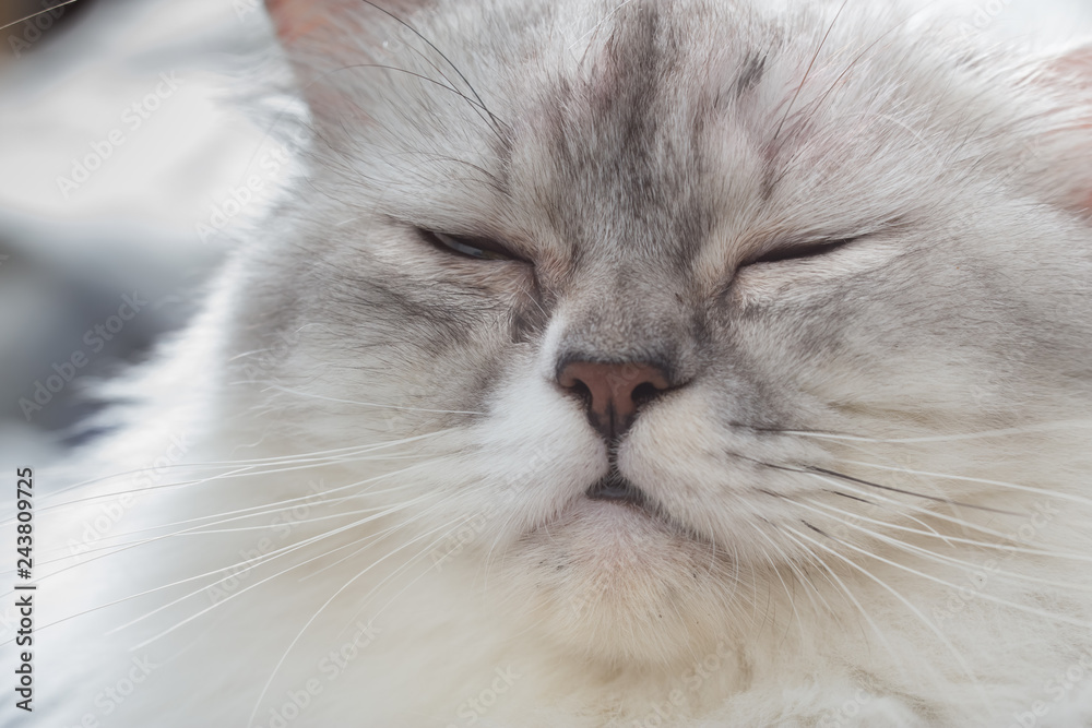 portrait of a persian cat