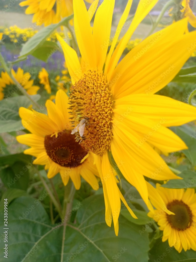 Naklejka premium Sunflower volume 23855555
