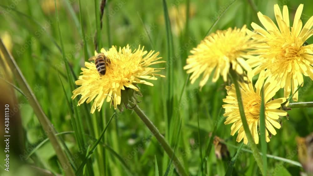 Yellow dandelion flowers and bee collecting pollen Yellow dandelion flowers and bee collecting pollen