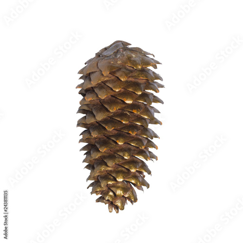 fir cone isolated on white background. object for design and project.