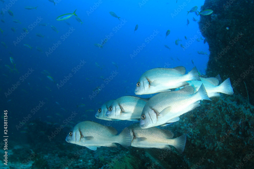 Fototapeta premium Ryba w oceanie. Szkoła ryb rafowych pod wodą