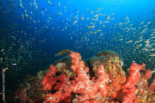 Fototapeta Naklejka Na Ścianę i Meble -  Coral reef and fish in ocean 