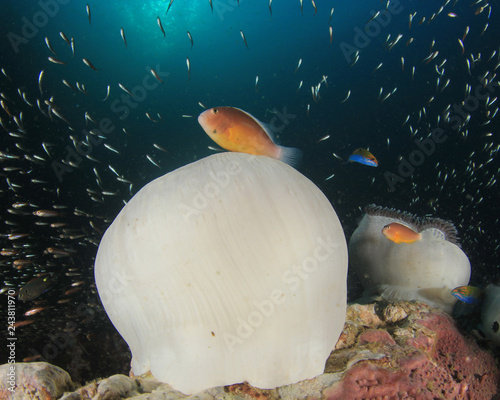 Clownfish Anemone fish 