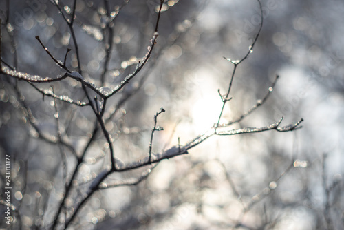 branches covered with snow and ice on blur background and sunflare