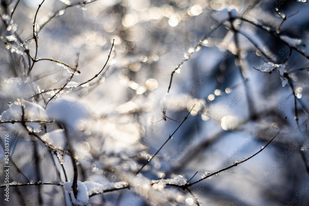 branches covered with snow and ice on blur background and sunflare branches covered with snow and ice on blur background and sunflare