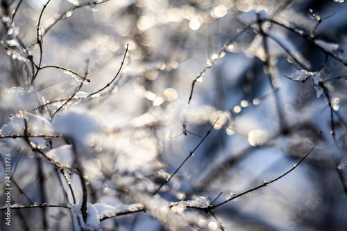 branches covered with snow and ice on blur background and sunflare