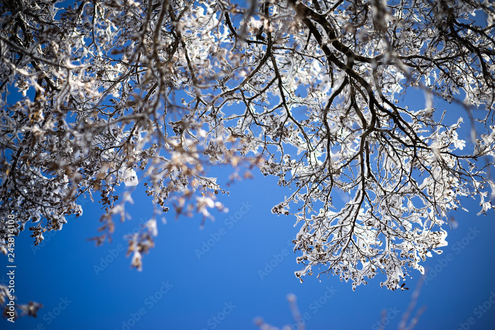 branches tree covered with heavy snow on pure blue sky background branches tree covered with heavy snow on pure blue sky background