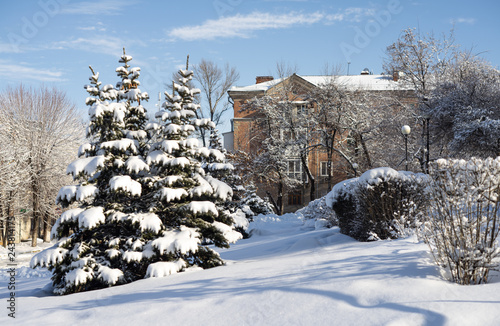 Green fir-tree covered with heavy snow in park on building background
