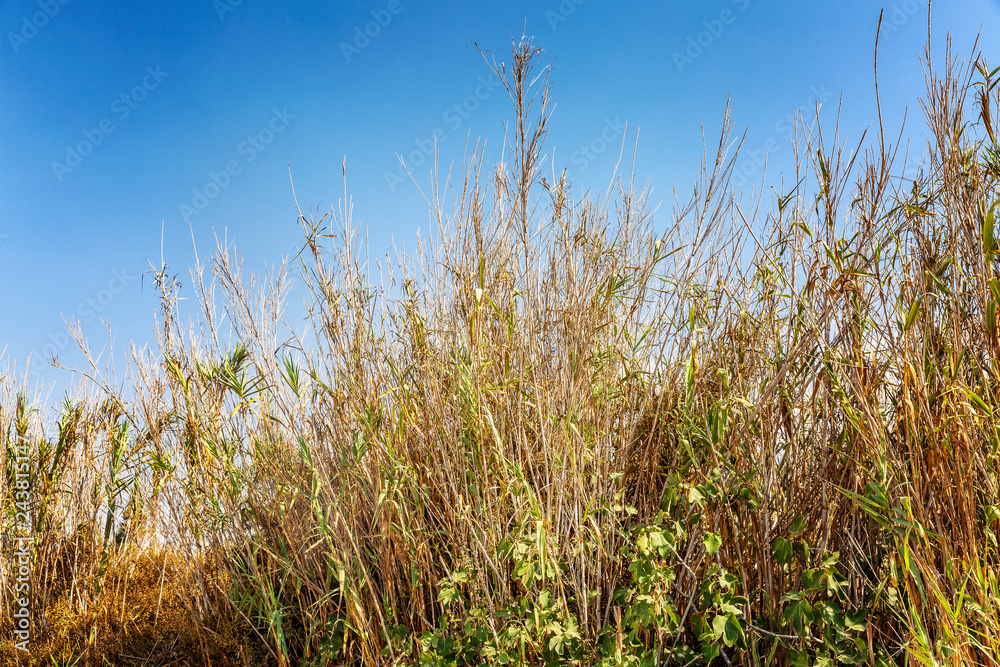 Fototapeta premium Dry dried tall grass against the blue cloudless sky