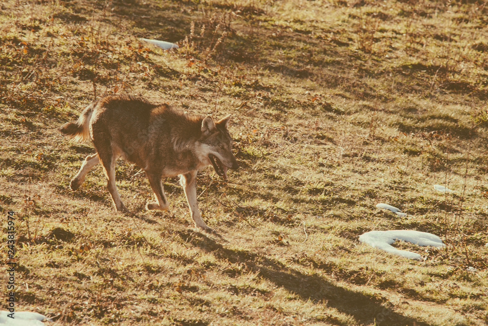Fototapeta premium SONY DSC