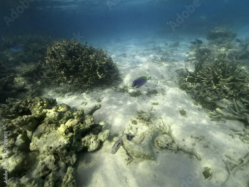 Underwater coral reef and fish in Indian Ocean, Maldives. Tropical clear turquoise water