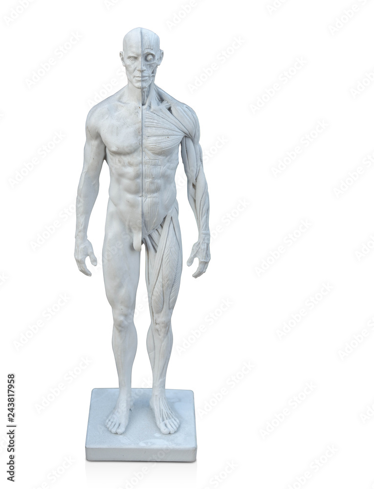 front view white man anatomy on white background,copy space front view white man anatomy on white background,copy space