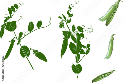 group of green peas isolated on white