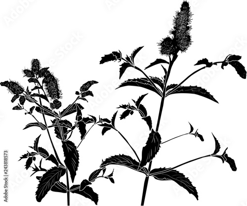 peppermint plant silhouetteon white