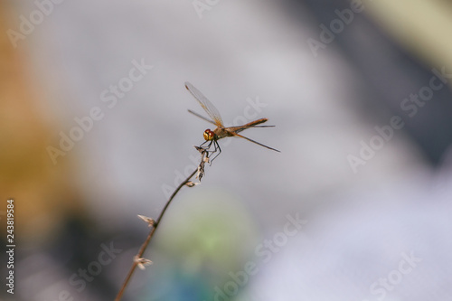 yellow dragonfly closeup sitting on a twig. background blurred