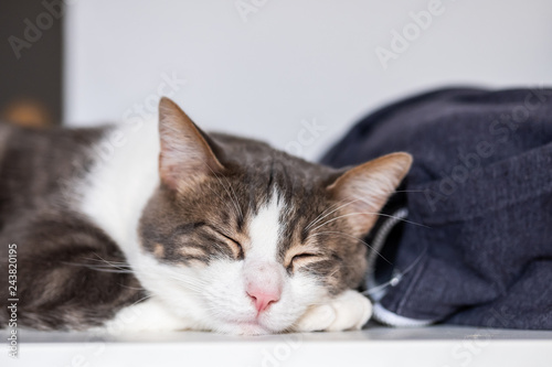 Jeune chat tabby en train de dormir © PicsArt