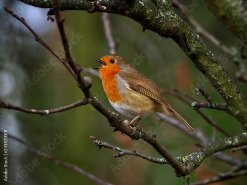 Singing Robin  © Pefkos