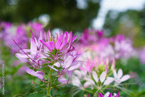 Pink And White Spider flower(Cleome spinosa) in the garden  photo