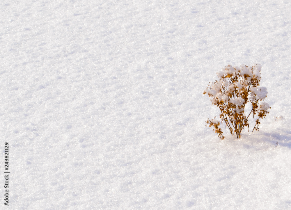 bush in the snow - obrazy, fototapety, plakaty 