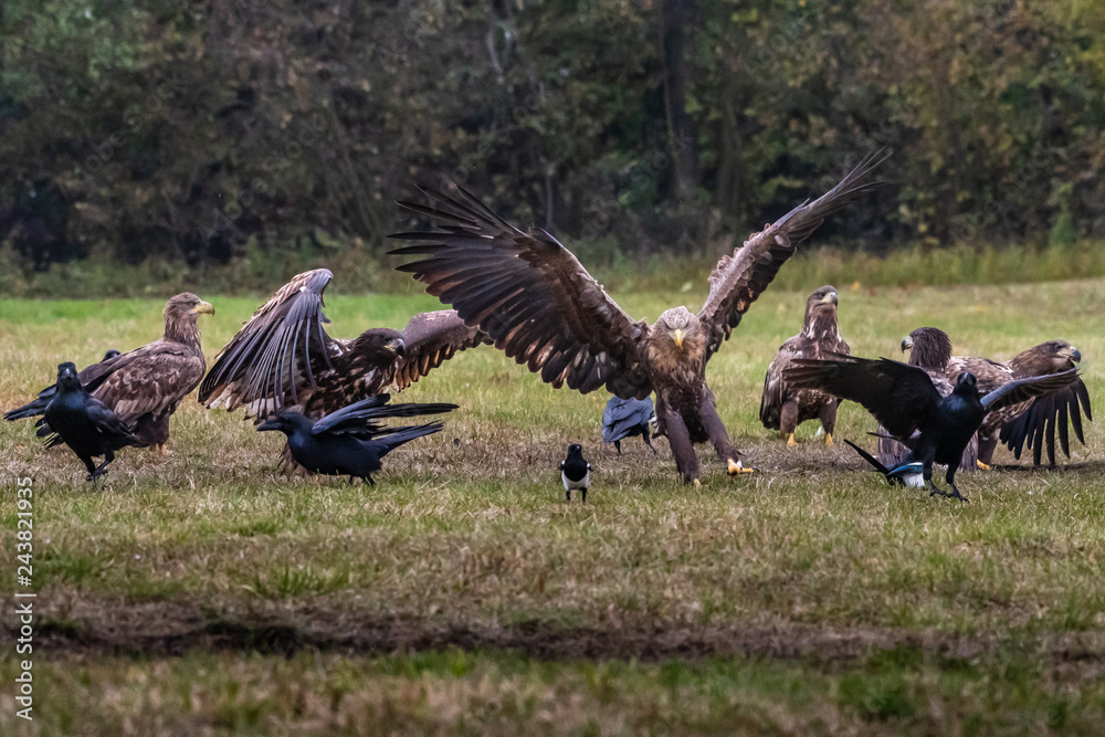 White tailed eagle (Haliaeetus albicilla) europe attack. White tailed eagle (Haliaeetus albicilla) europe attack.