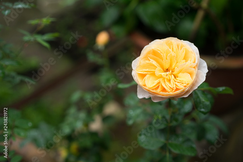 Yellow flower of Rosa Molineux photo