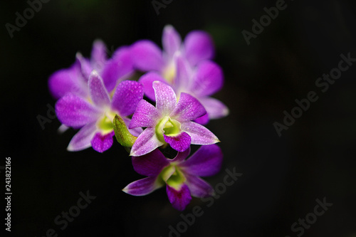 Purple Orchid Flowers © Teddy