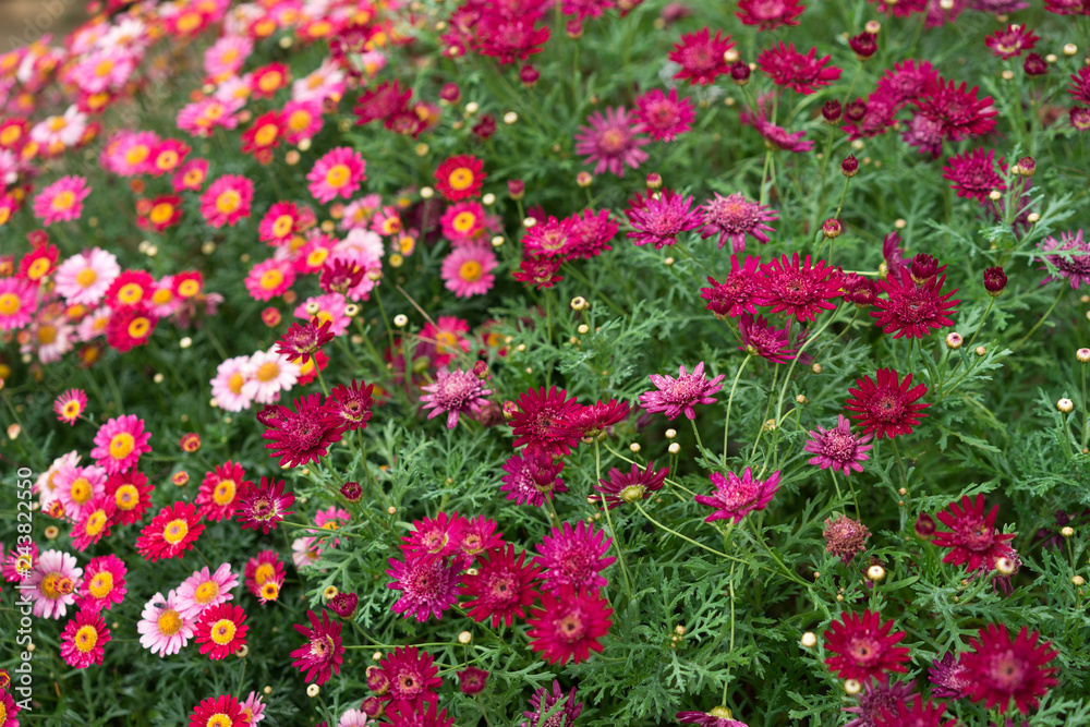 colourful cosmos flower field