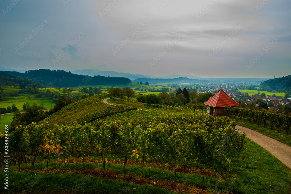 Weinberge Reben Weinberge Reben