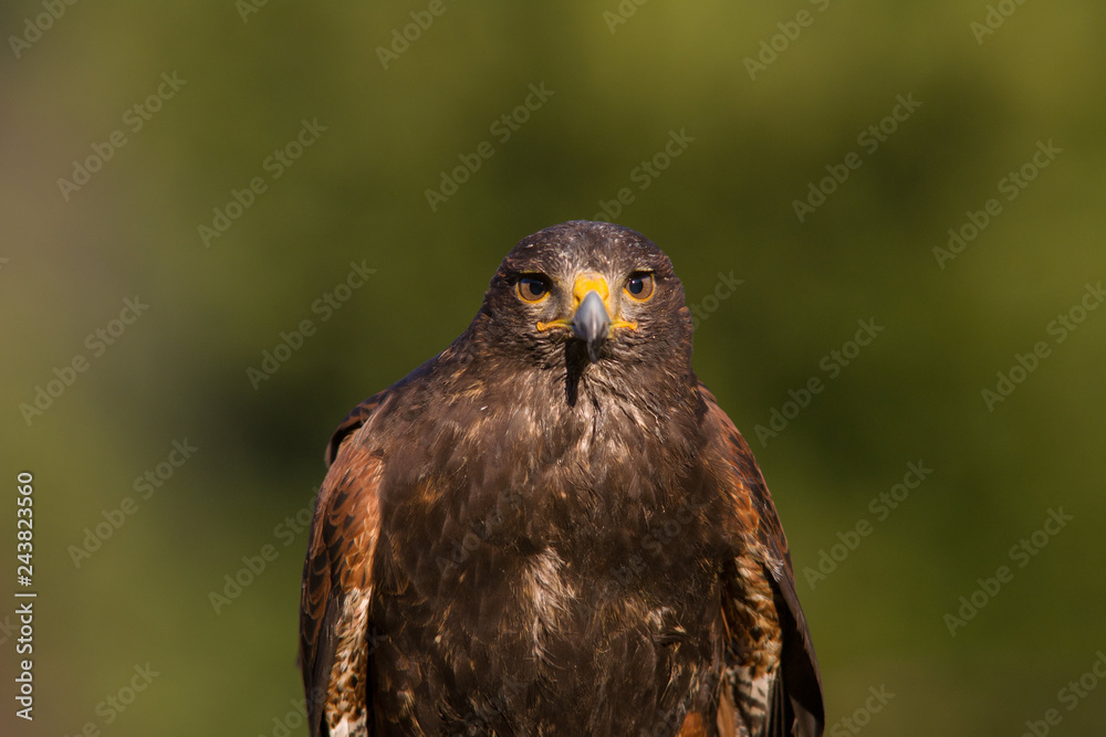 rapace rapace