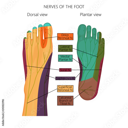 Vector illustration (diagram) of the nerves and cutaneous innervation of the human foot (with palmar and dorsal view).