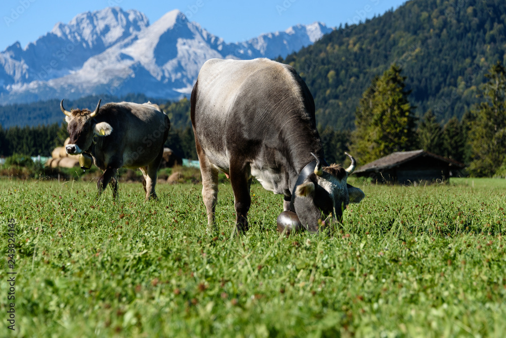 Tiroler Grauvieh / Tyrolean Grey / Razza Grigio auf der Wiese Tiroler Grauvieh / Tyrolean Grey / Razza Grigio auf der Wiese