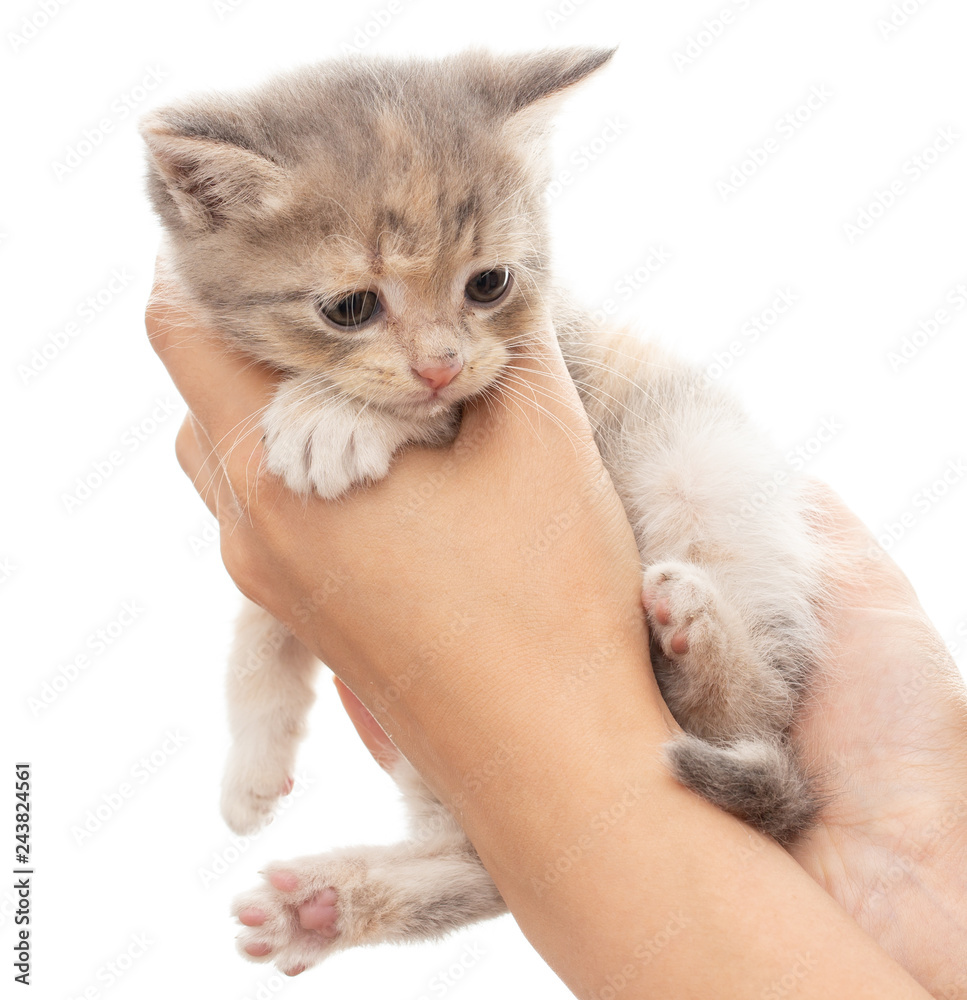 Little kitten in hand on white background Little kitten in hand on white background