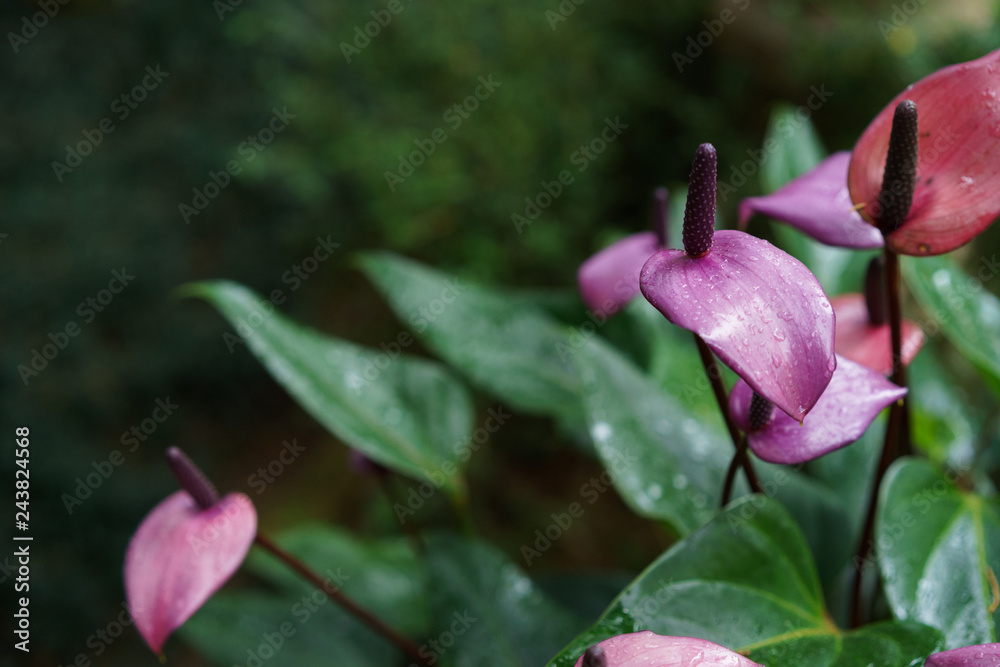 Beautiful wet purple flower