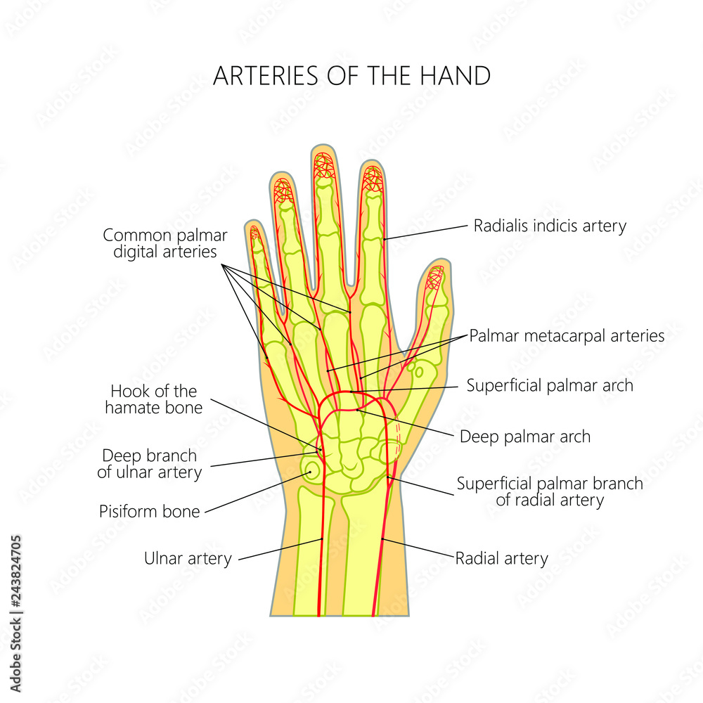Diagram of The arteries to the palmar side of the human hand (the scheme). vector de Stock