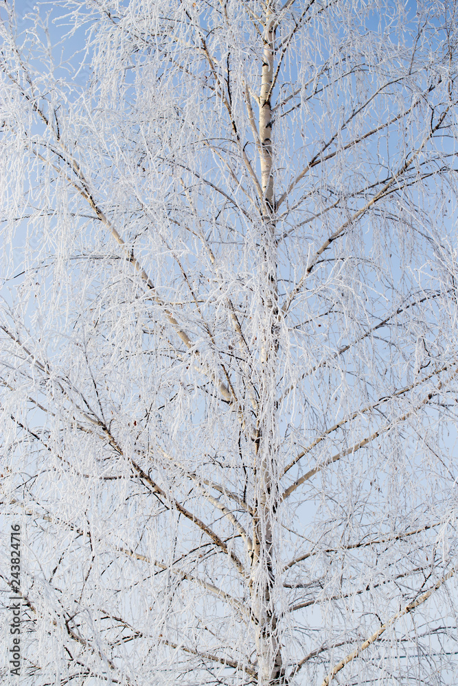 Frozen branches on a tree against a blue sky Frozen branches on a tree against a blue sky