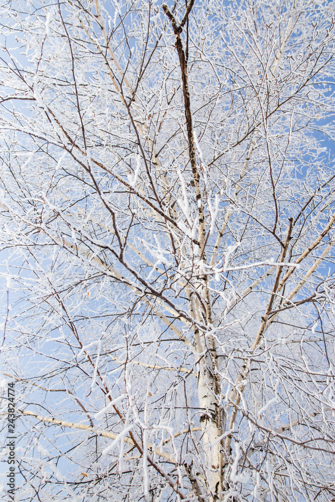 Frozen branches on a tree against a blue sky Frozen branches on a tree against a blue sky