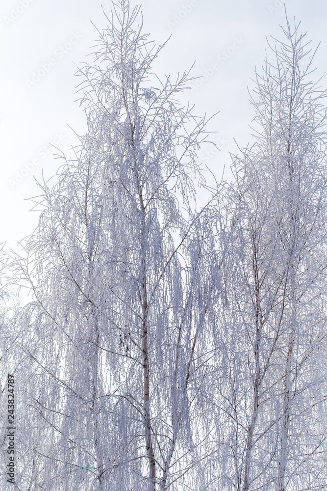 Frozen branches on a tree in the forest in winter Frozen branches on a tree in the forest in winter