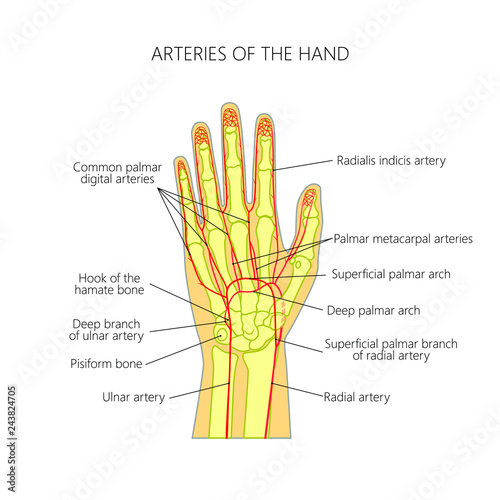 Diagram of The arteries to the palmar side of the human hand (the scheme). photo